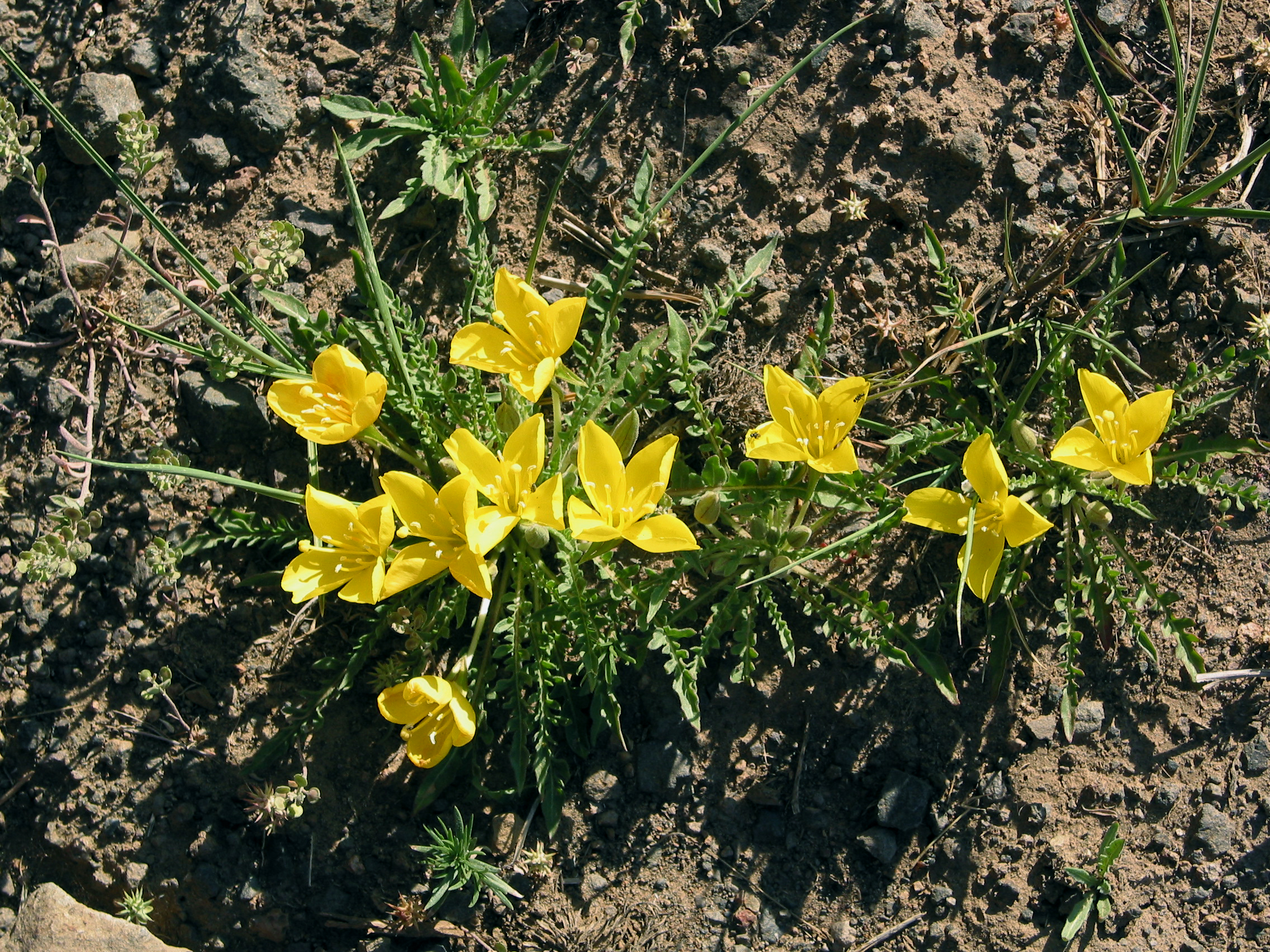 tansey-leaf evening primrose (Oenothera tanacetifolia)